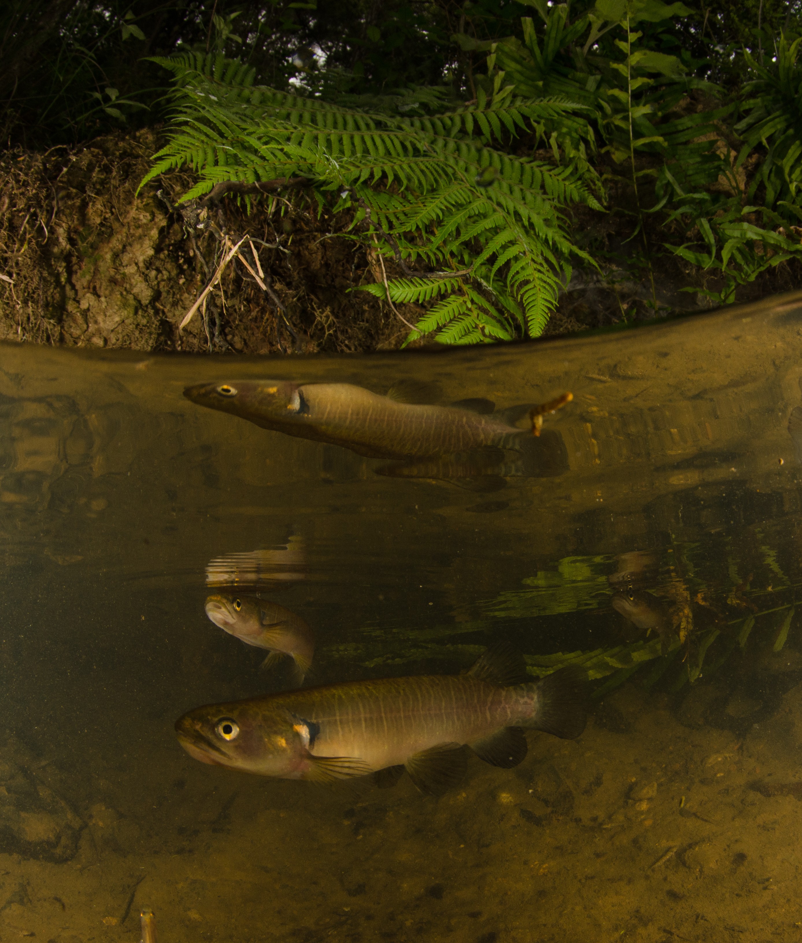 DSC_5381 – Banded, kokopu, Galaxias, fasciatus, home, kaiatea, stream, Crispin, new, zealand, new zealand, freshwater, streams, stream, rivers, galaxid